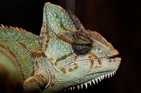 Wallpaper Scaled Reptile African Chameleon Lizard Iguania Fauna