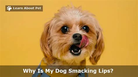 Dog Smacking Lips 6 Clear Reasons For Dog Lip Smacking