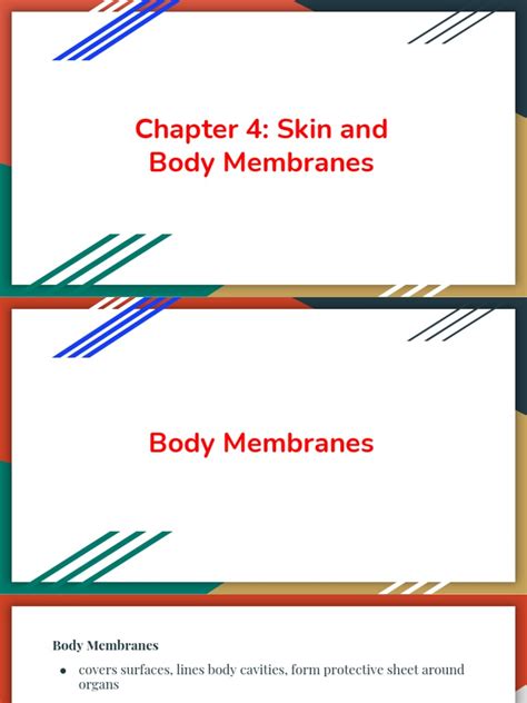 Chapter 4 Skin And Body Membranes Pdf Skin Epidermis