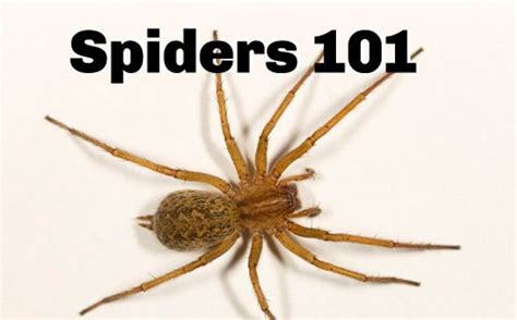 Best Website To Know Any Bug Common Spider Species Pestworld Pest