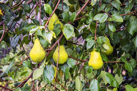 Gardening Fresh Pear On Apple Trees In Apple Fruit Tree In Orchard
