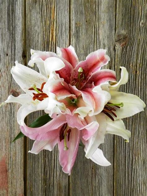 Wholesale 30 Stems Pinks And 30 Stems White Oriental Lilies Delivered