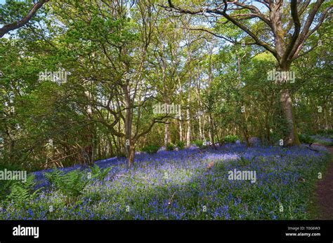 Dorroch Bluebell Woods Hi Res Stock Photography And Images Alamy