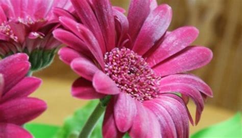How To Propagate Gerber Daisy From Basal Cuttings Garden Guides