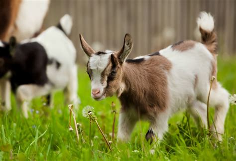 An animal that feeds chiefly on plants. Herbivores - Versele-Laga