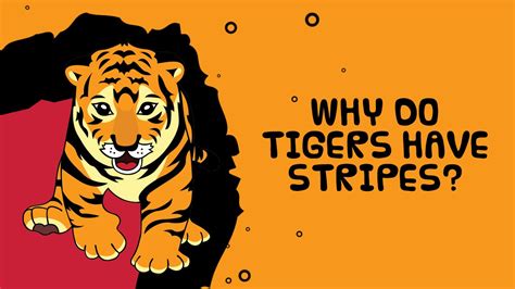 Let's get started with our cool animal facts below. Why Do Tigers Have Stripes? Interesting Facts About Animals for Kids - YouTube
