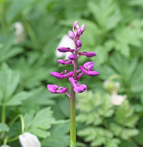 Simon And Karen Spavin Early Purple Orchids In A Stunning Woodland