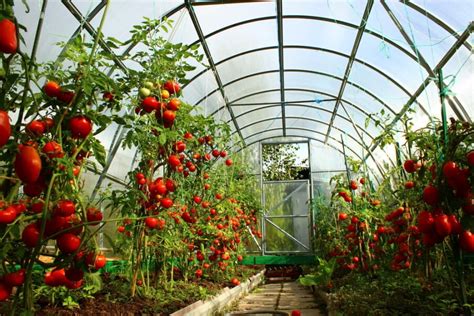 How To Grow Tomatoes In A Greenhouse 6 Tips