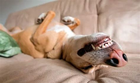 ¿cómo Duermen Los Perros Posturas Y Significados El Petshop