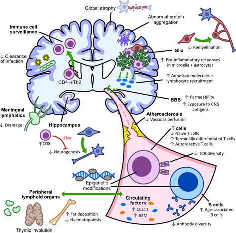Frontiers Aging And Neurodegenerative Disease Is The Adaptive Immune