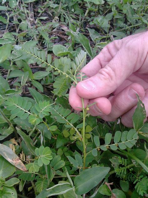 Have You Seen This Weed Ufifas Extension Pinellas County