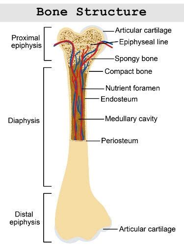 The head of each end of a long bone consists largely of spongy bone and is covered with hyaline cartilage. Structure of a long bone | Human body anatomy, Human ...