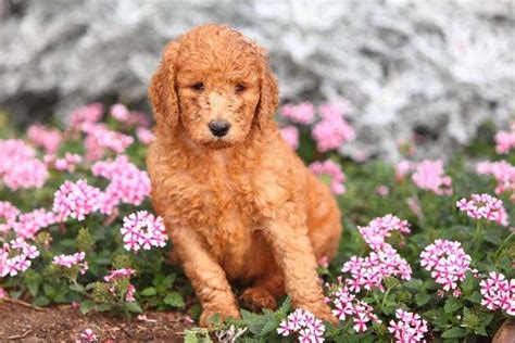 Male Poodle Names Your Boy Puppy Will Love