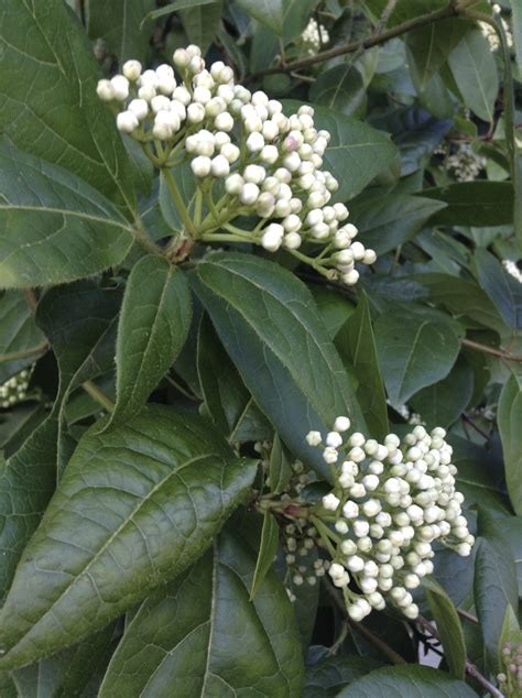 Free White Flower Buds 1 Stock Photo