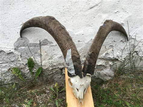 Ziegen finden wir toll, weil es so lebhafte und intelligent tiere sind. ziegenbock hörner , krampus , perchten in 5640 Bad Gastein ...