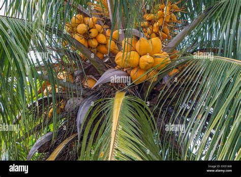 The Coconuts Hi Res Stock Photography And Images Alamy