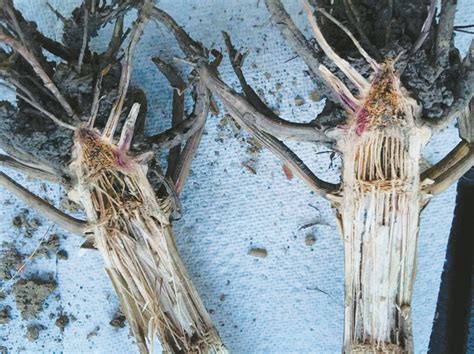 Red root rot plagued Ohio corn in 2016 - Ohio Ag Net 