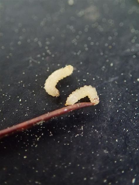 What Are Those Tiny Yellowish Worms Falling Out Of Pine Trees Dan Gill