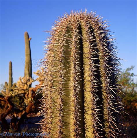 Saguaro Cactus Photo Wp01720