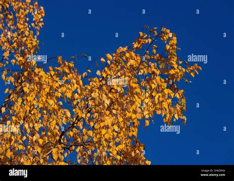 Birch Tree With Autumn Colors Against A Deep Blue Sky Hi Res Stock