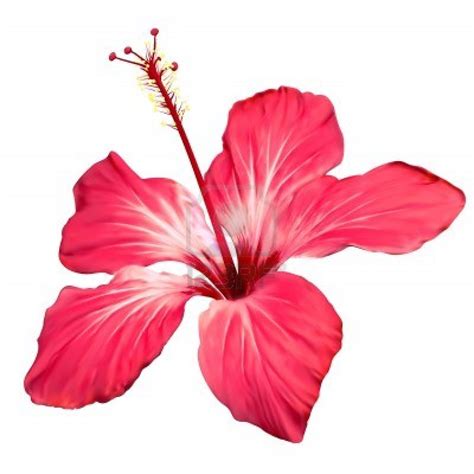Free Hawaiian Flowers Clipart Download Free Clip Art Free Clip Art On Clipart Library