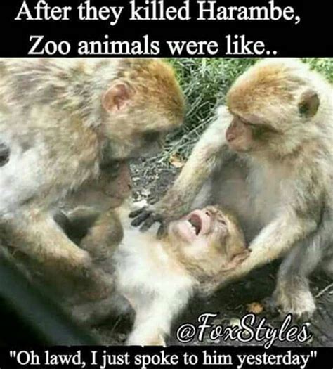 Must See Harambe The Gorilla Memes Ohlawd Bossip