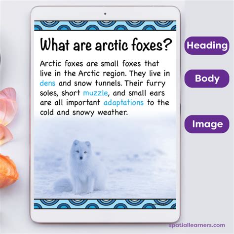 Arctic Foxes Basic Facts About Arctic Foxes Science Spatial Learners