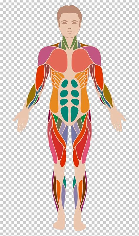 Muscle Anatomy Human Body