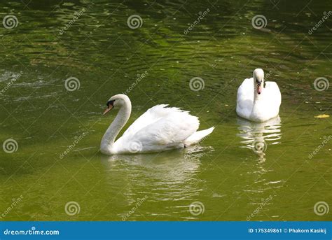 Beautiful Swan Couple Stock Image Image Of Beautiful 175349861