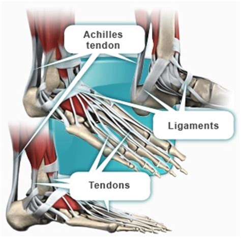 A graphic showing the muscles, tendons and ligaments in the ankle joint