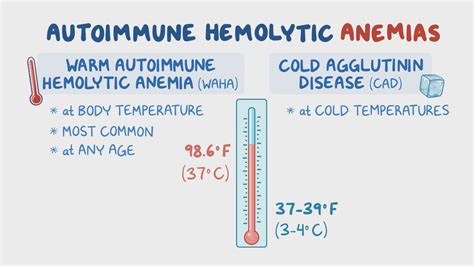 Warm Autoimmune Hemolytic Anemia And Cold Agglutinin Nord Osmosis