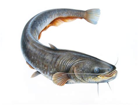 Catfish Wallpapers - 2013 Wallpapers