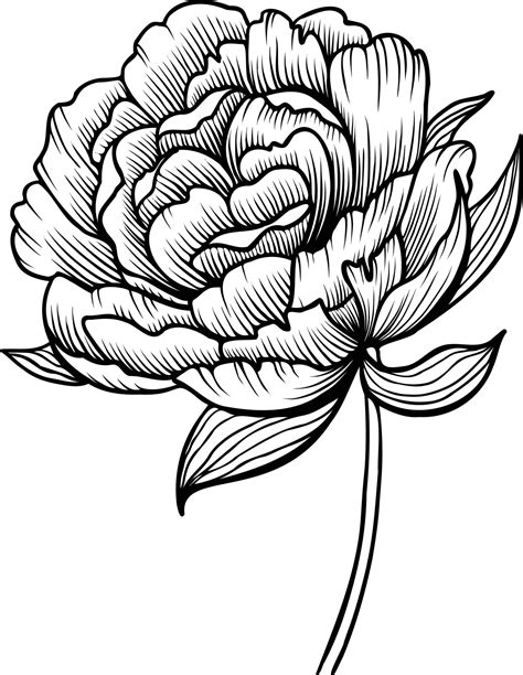 Line Art Vector Peony Flowers Illustration Outline Peonies Drawing