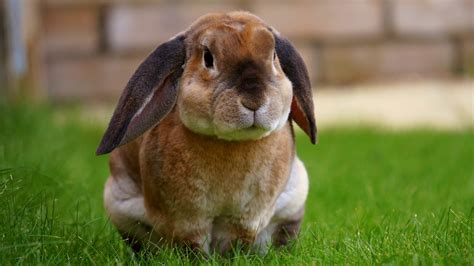Lop Eared Rabbit Rabbit Scout