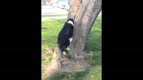 This Dog Can Climb Trees Faster Than Cats Youtube