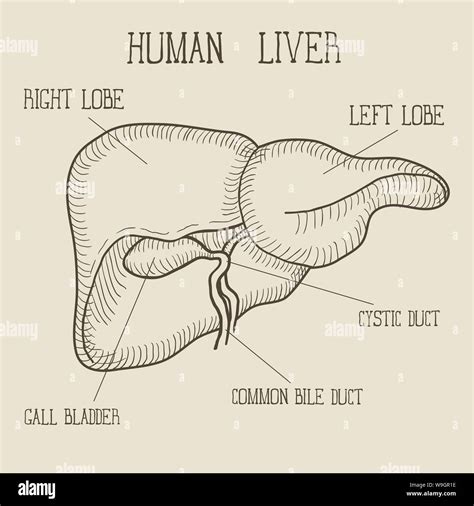 Sketch Ink Human Liver Hand Drawn Doodle Style Engraved Anatomical