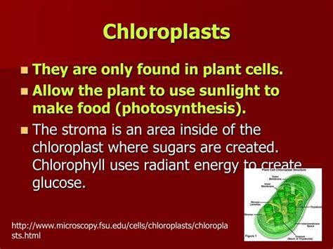 Animal cells are typical of the eukaryotic cell, enclosed by a plasma membrane and containing a the lack of a rigid cell wall allowed animals to develop a greater diversity of cell types, tissues, and. Plant Cells | Plant cell, Photosynthesis, Cell membrane