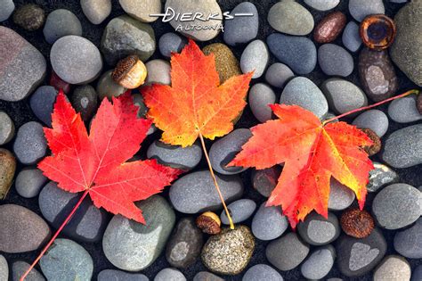 Red Sugar Maple Leaves On River Stones Fall Photos For Sale