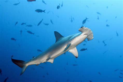 10 Different Types Of Hammerhead Sharks