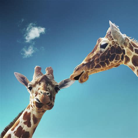 Two Giraffe Giraffa Camelopardalis Photograph By Gandee Vasan Fine