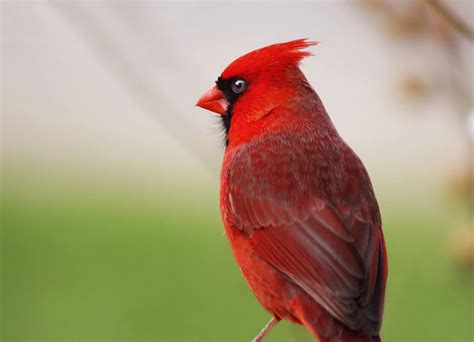 Northern Cardinal Northern Cardinal Cardinal Birds