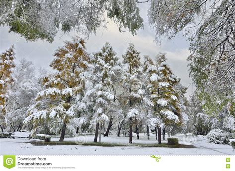 First Snowfall In The City Park Stock Image Image Of Nature Park