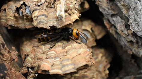 The First Murder Hornet Nest Of 2021 Has Been Destroyed In Washington