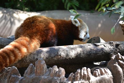 Red Panda At The San Diego Zoo Photograph By Belinda Amerman Fine Art