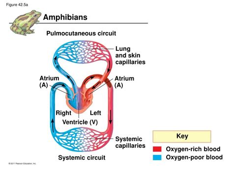 Ppt Circulation And Gas Exchange Powerpoint Presentation Free