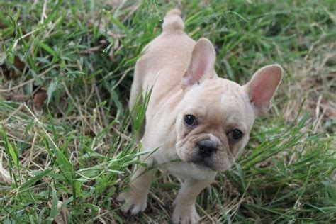 The french bulldog was bred to be smaller. Cream French Bulldog Puppies for Sale in Escondido ...