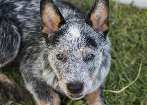 Australian Cattle Dog Or Blue Heeler Puppy Stock Photo Image Of Cute
