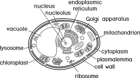 Royalty Free Vacuole Clip Art Vector Images And Illustrations Istock