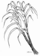 Sugar Cane Clipart Sugarcane Coloring Sketch Template sketch template