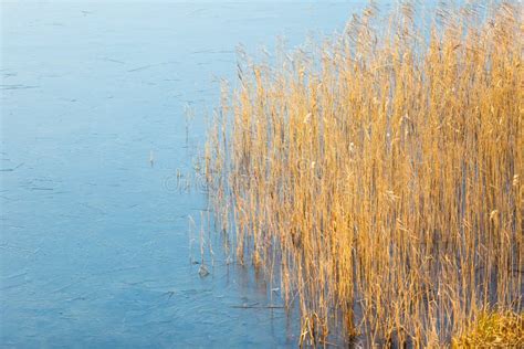 Frozen Lake With Reeds On Shore Stock Photo Image Of Cold Airing